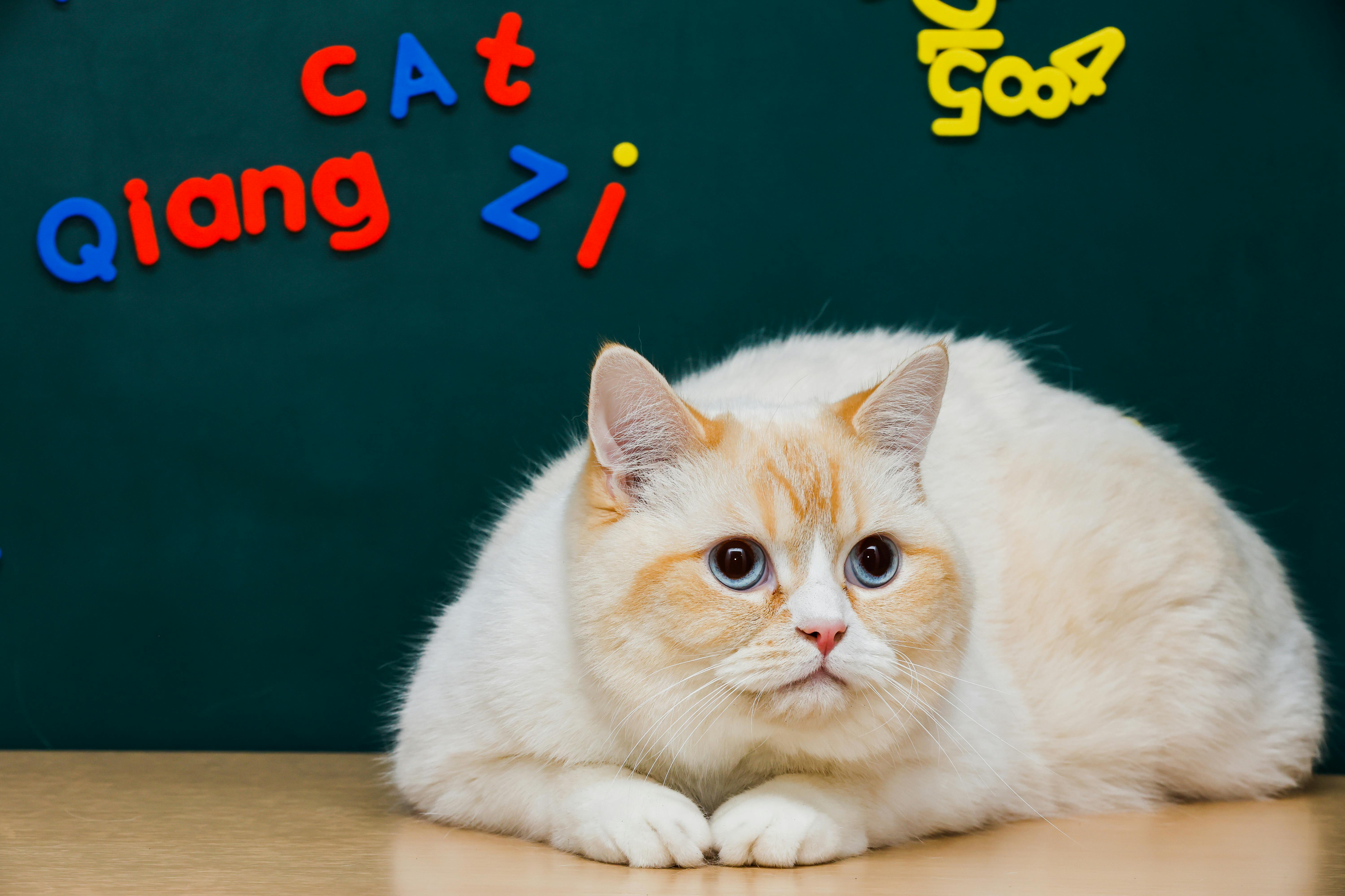 beijing pet technology — Photo by WEI WU on Pexels