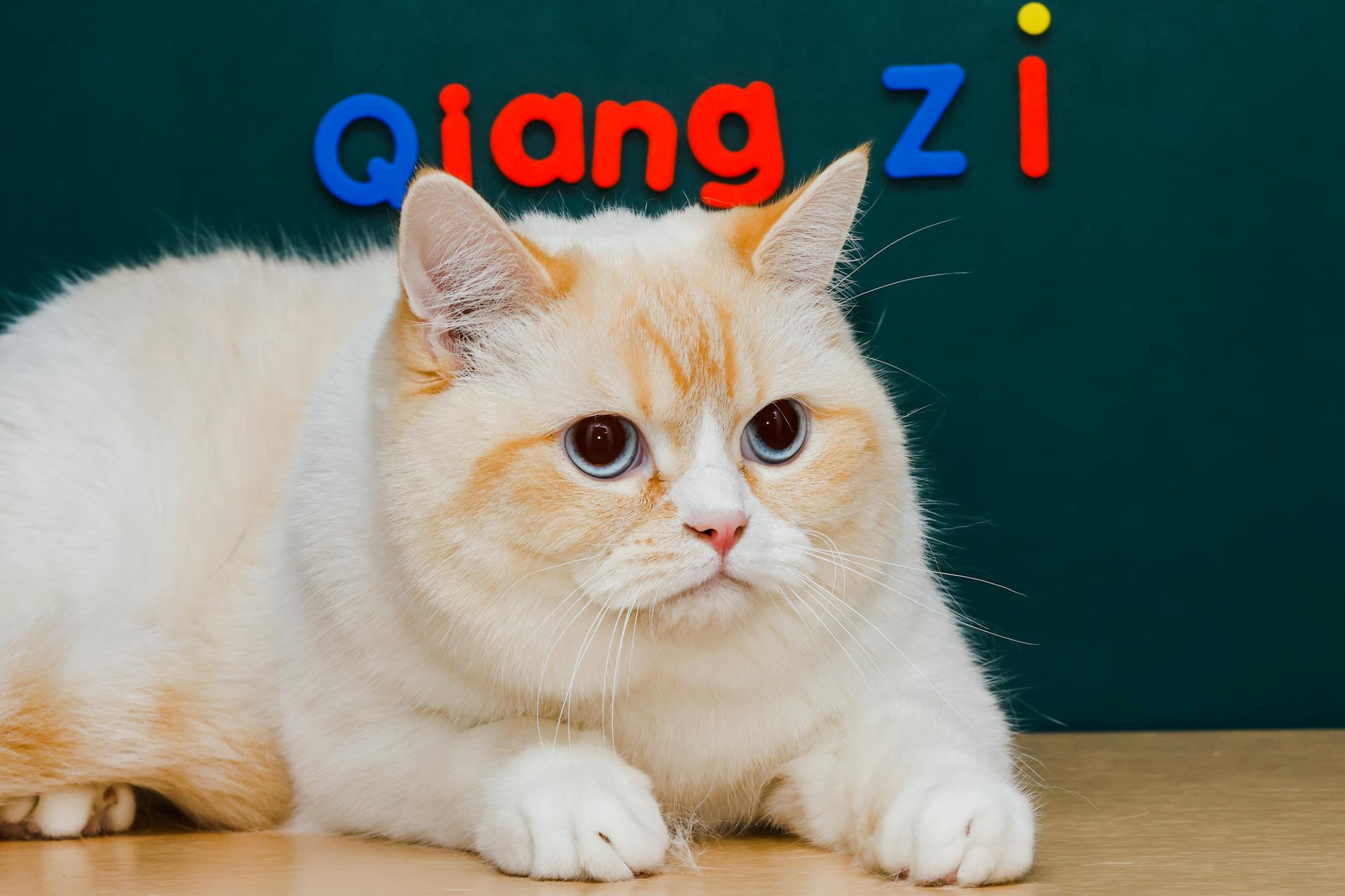 Adorable British Shorthair cat posed with colorful magnetic letters on a green background.