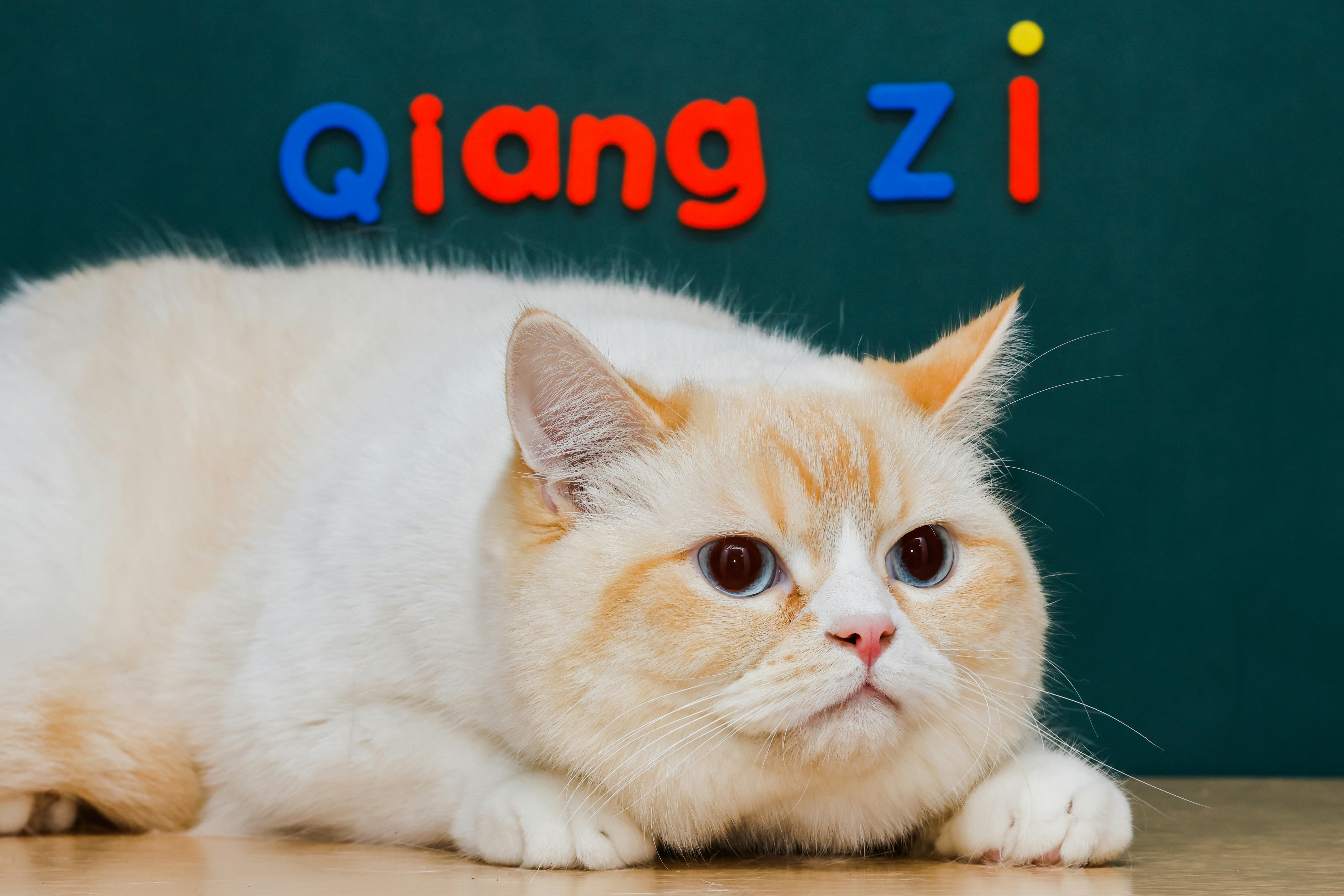 beijing pet technology — Photo by WEI WU on Pexels