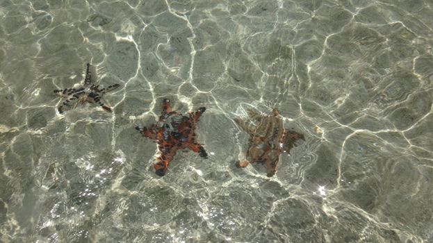 starfish photo