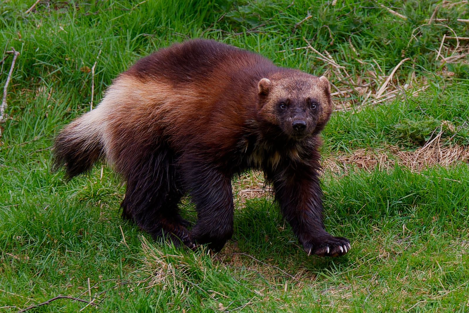 Wolverine Animal Photos Download The BEST Free Wolverine Animal Stock Wolverine Animal Photos Download The BEST Free Wolverine Animal Stock