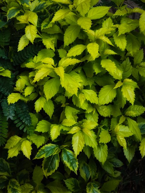 Free A vibrant green foliage capturing different shades of leaves in natural light. Stock Photo