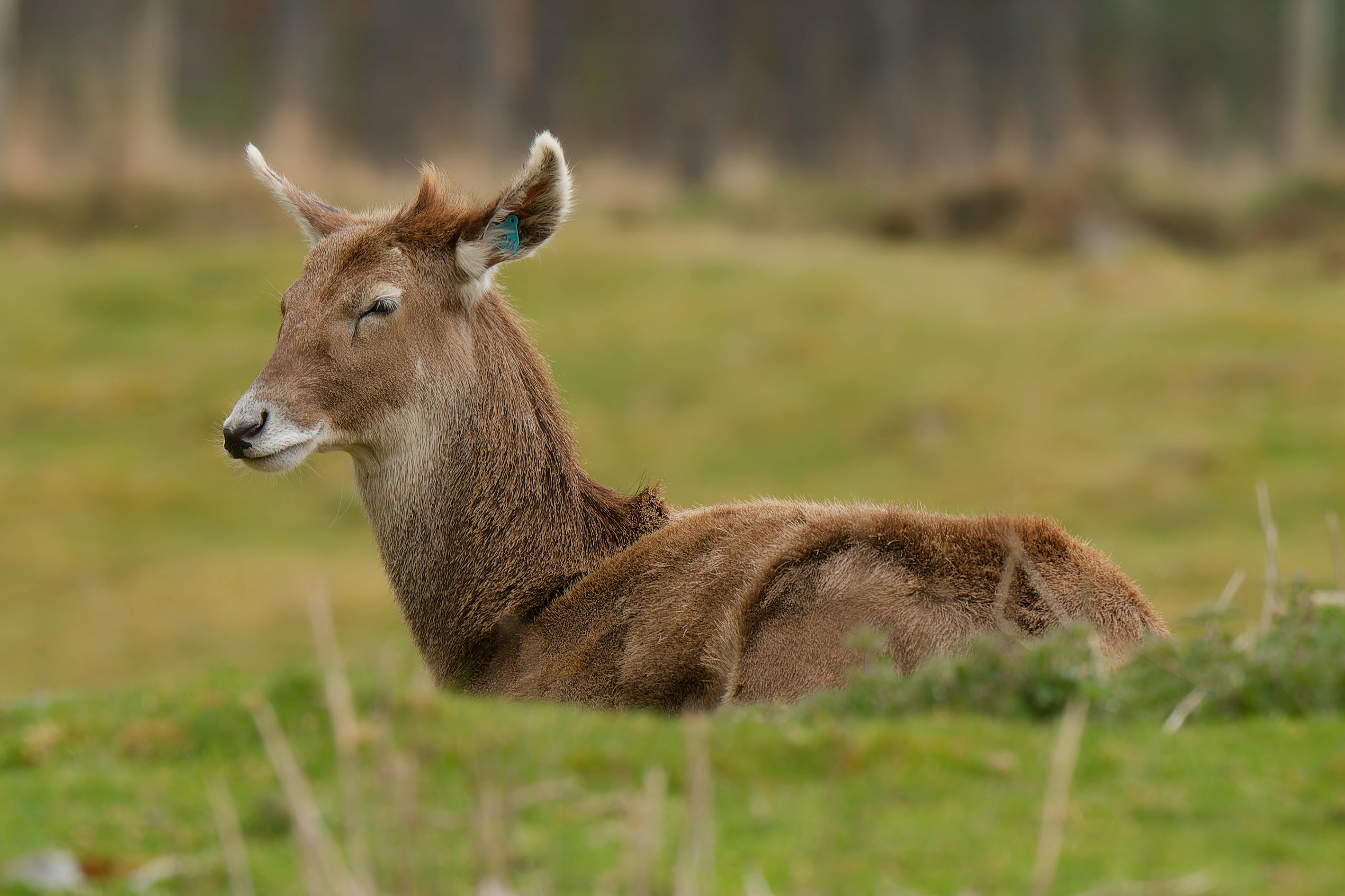 The UK Constitution: Does it Exist?