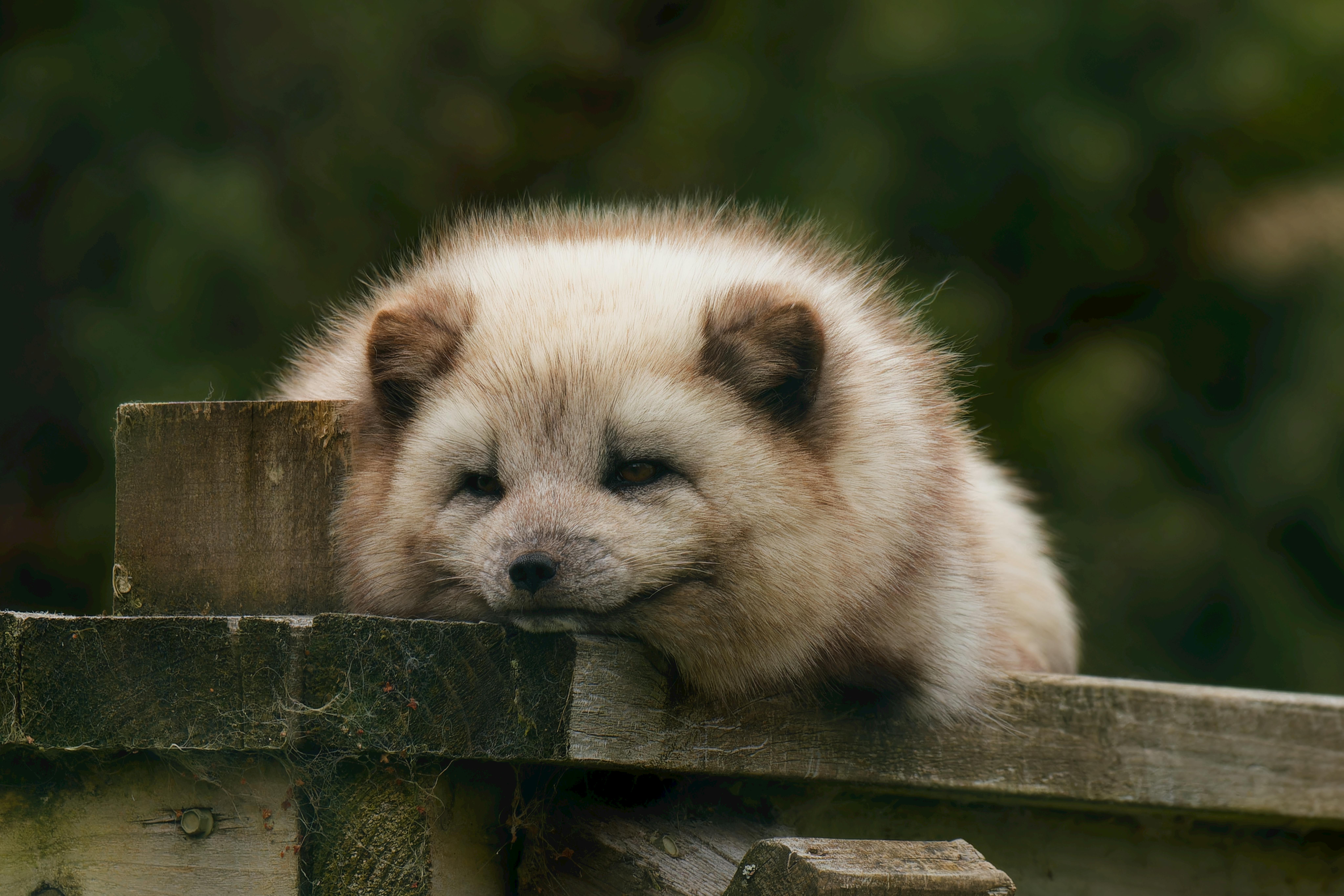 Free stock photo of highland wildlife park
