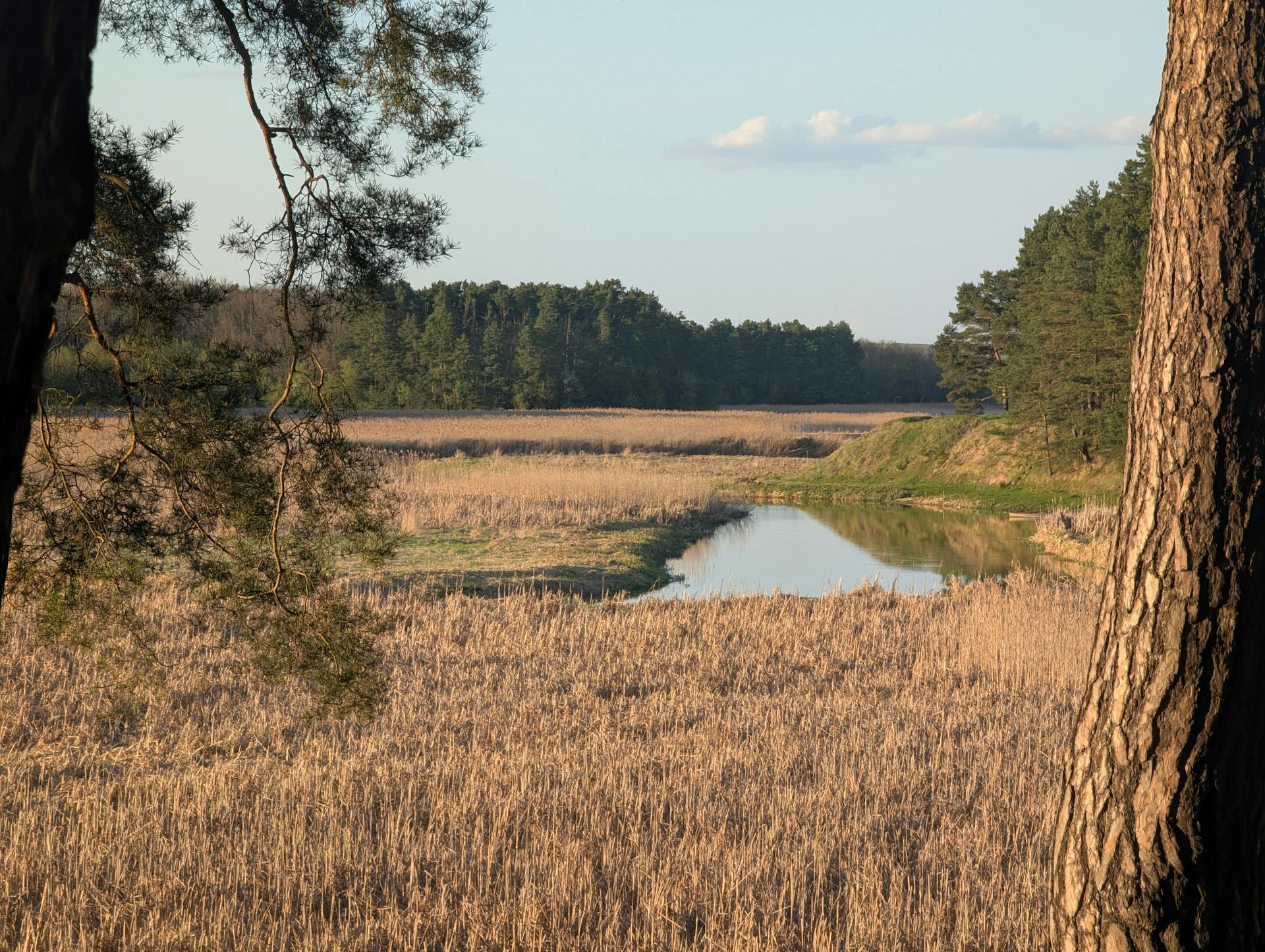 Peaceful river landscape framed by trees and grasses, capturing the essence of spring.