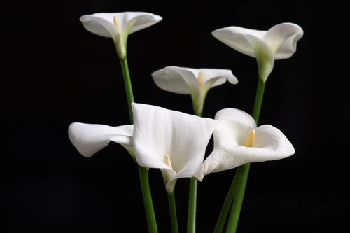 Free A striking image of white calla lilies prominently displayed against a dark background. Stock Photo
