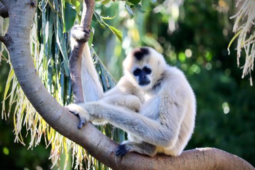A gibbon monkey rests on a tree branch surrounded by lush green foliage.