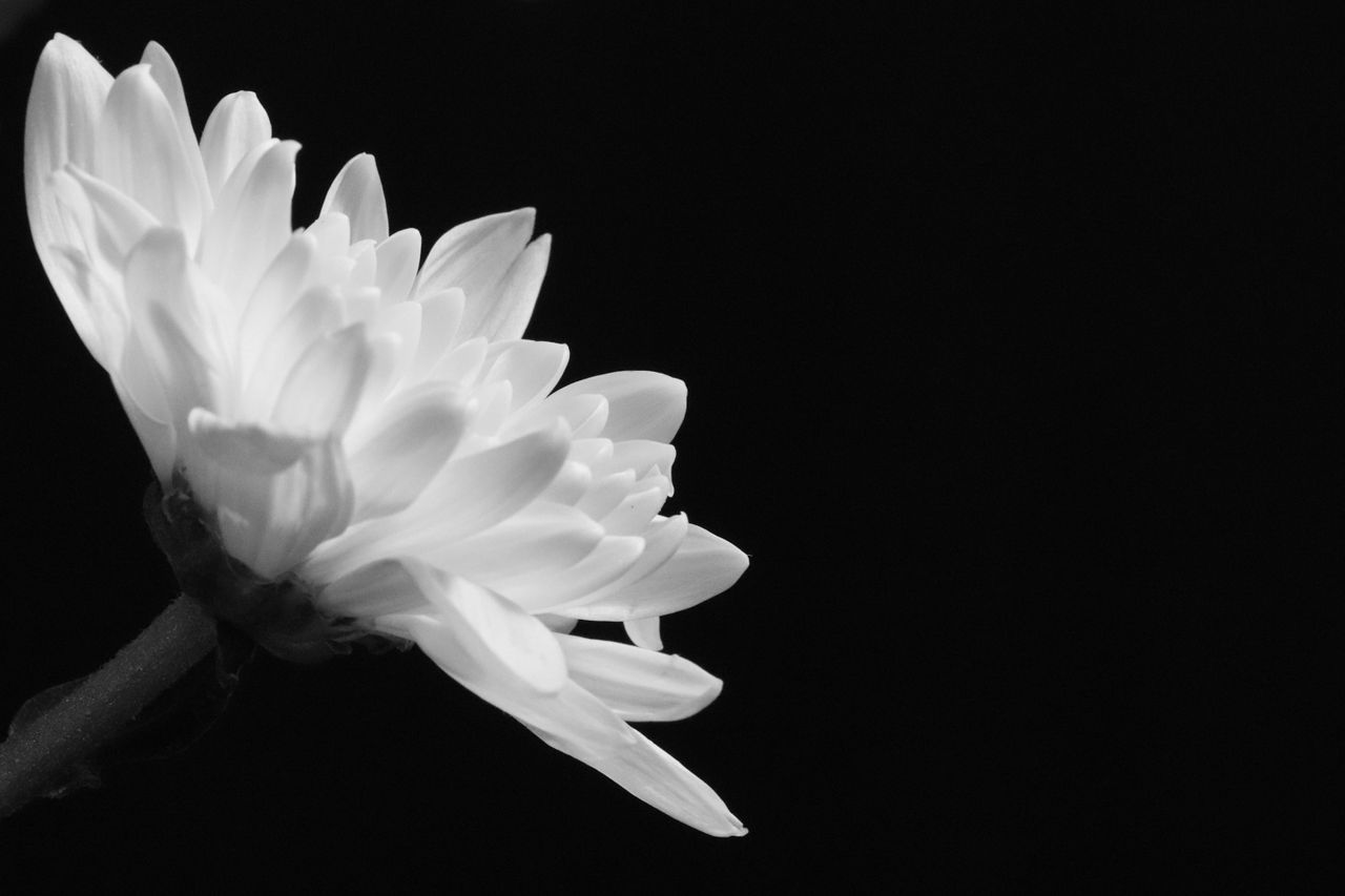 a delicate flower captured in monochrome against a dark backdrop