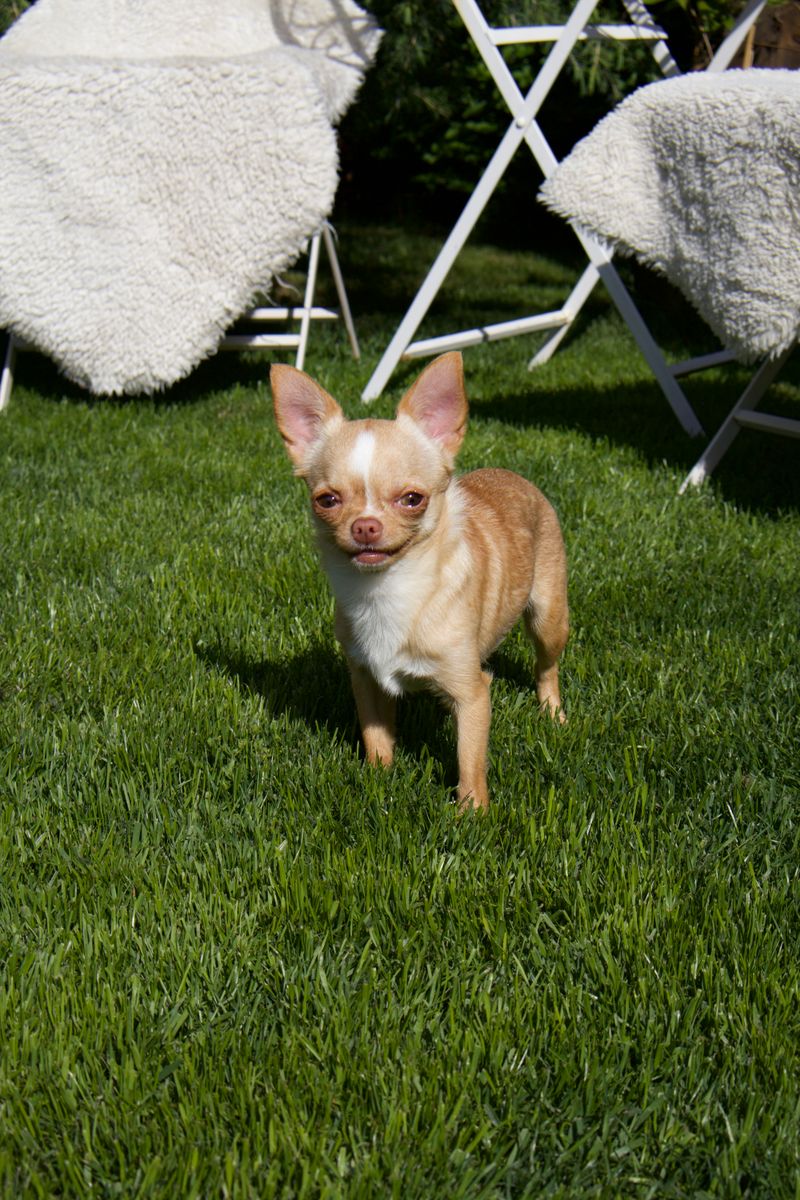 Tilly - photo 1