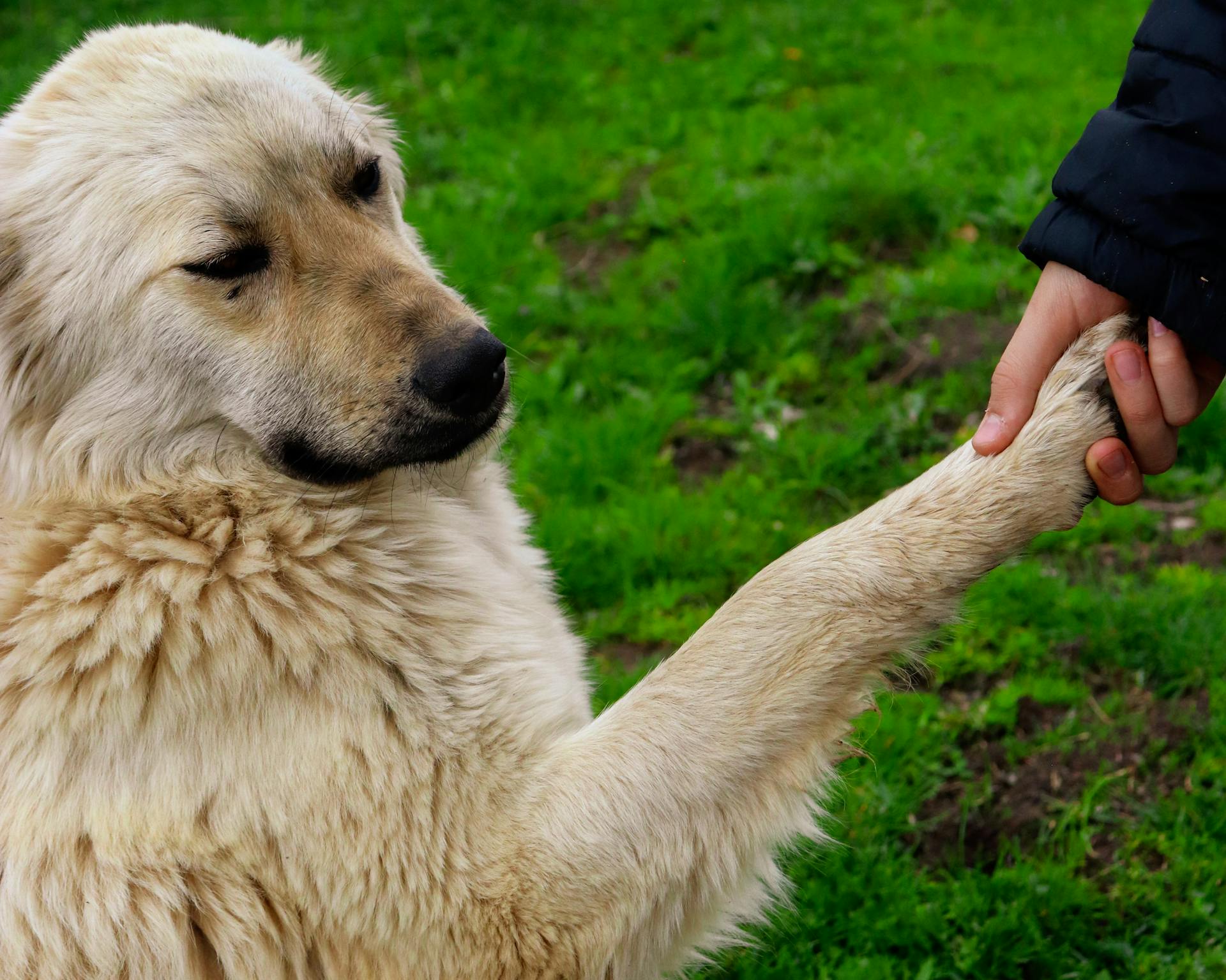 A friendly dog shaking hands with a human in a lush green field, showcasing companionship.
