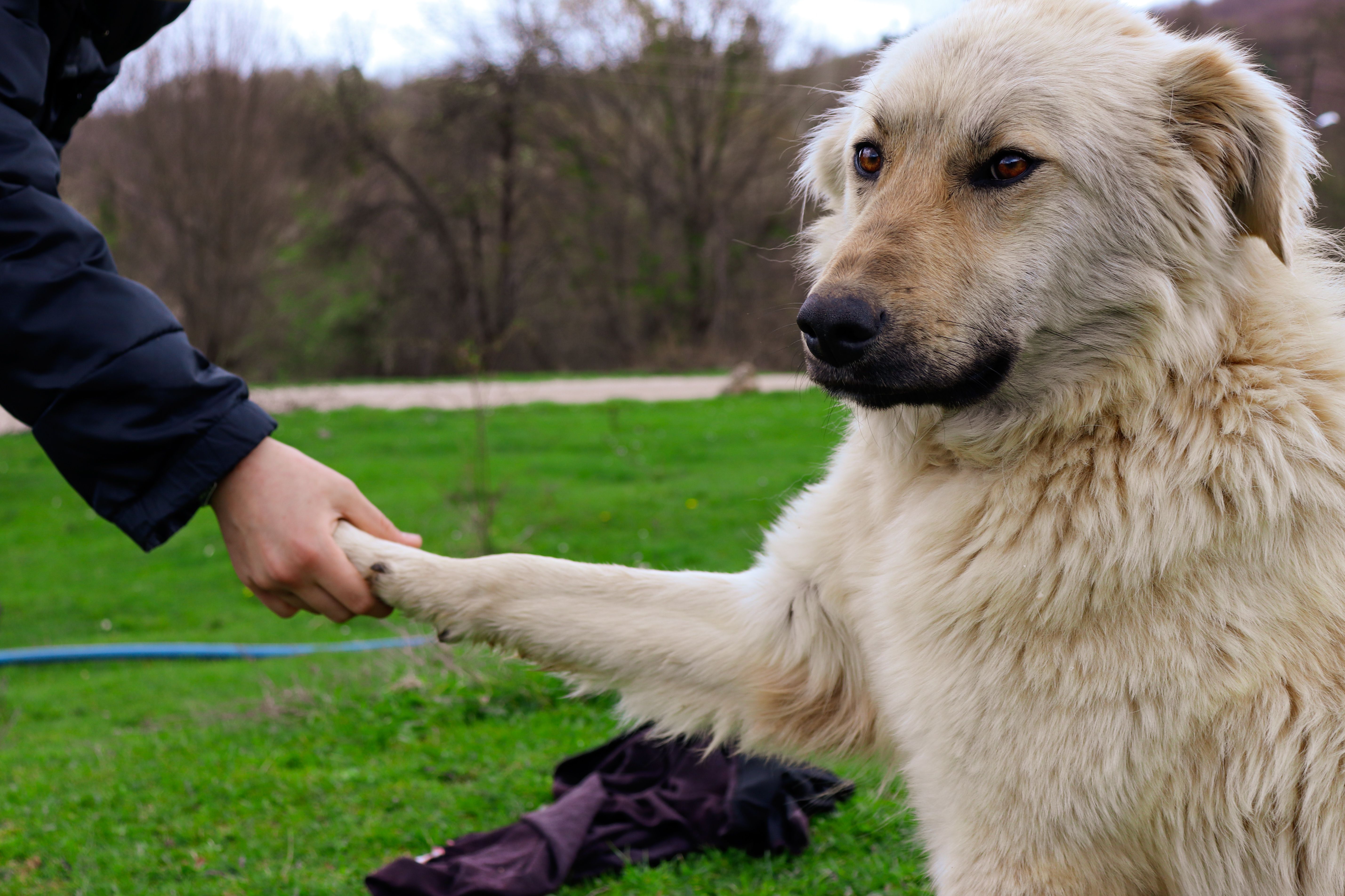 Families Trusted Dog Trainer Before Eleven Pets Died In His Care — Photo by Gizem Gökce on Pexels