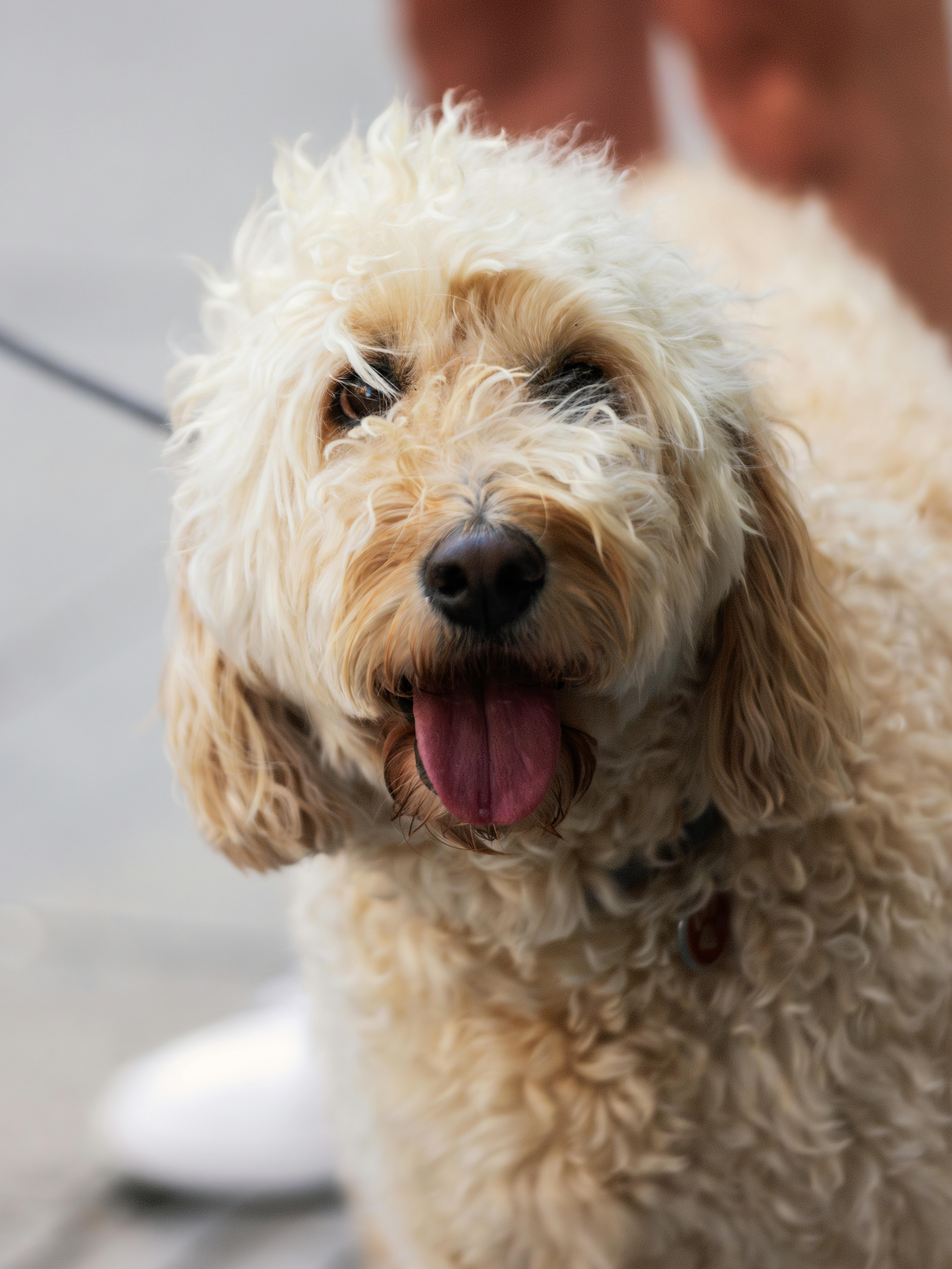 Playful Labradoodle dog on a leash in Vienna, Austria, showing a joyful expression.