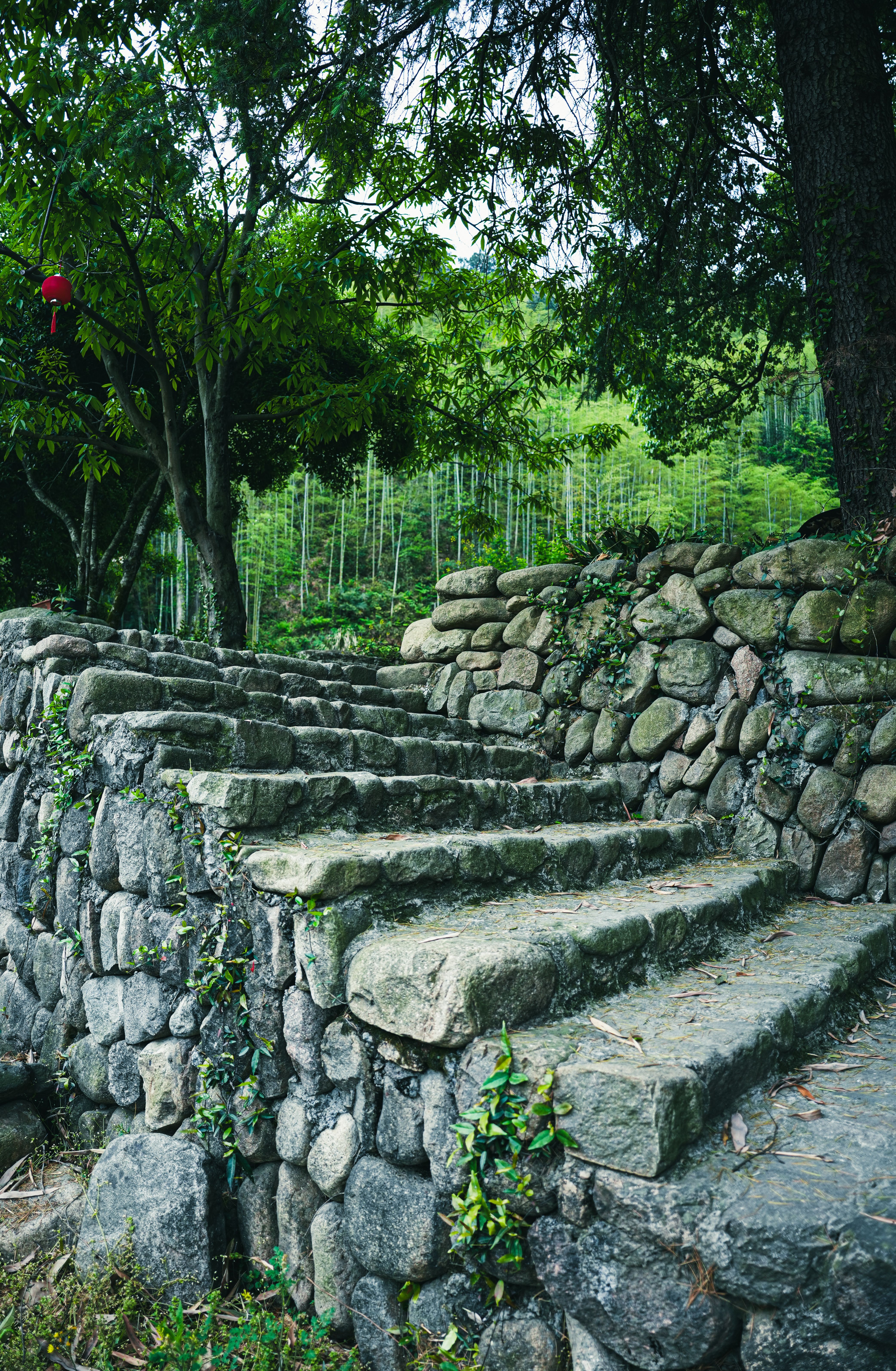 Stone Steps Leading into a Lush Bamboo Forest · Free Stock Photo