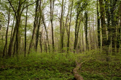 Free A serene view of a lush, green forest in Compiègne, France during springtime. Stock Photo
