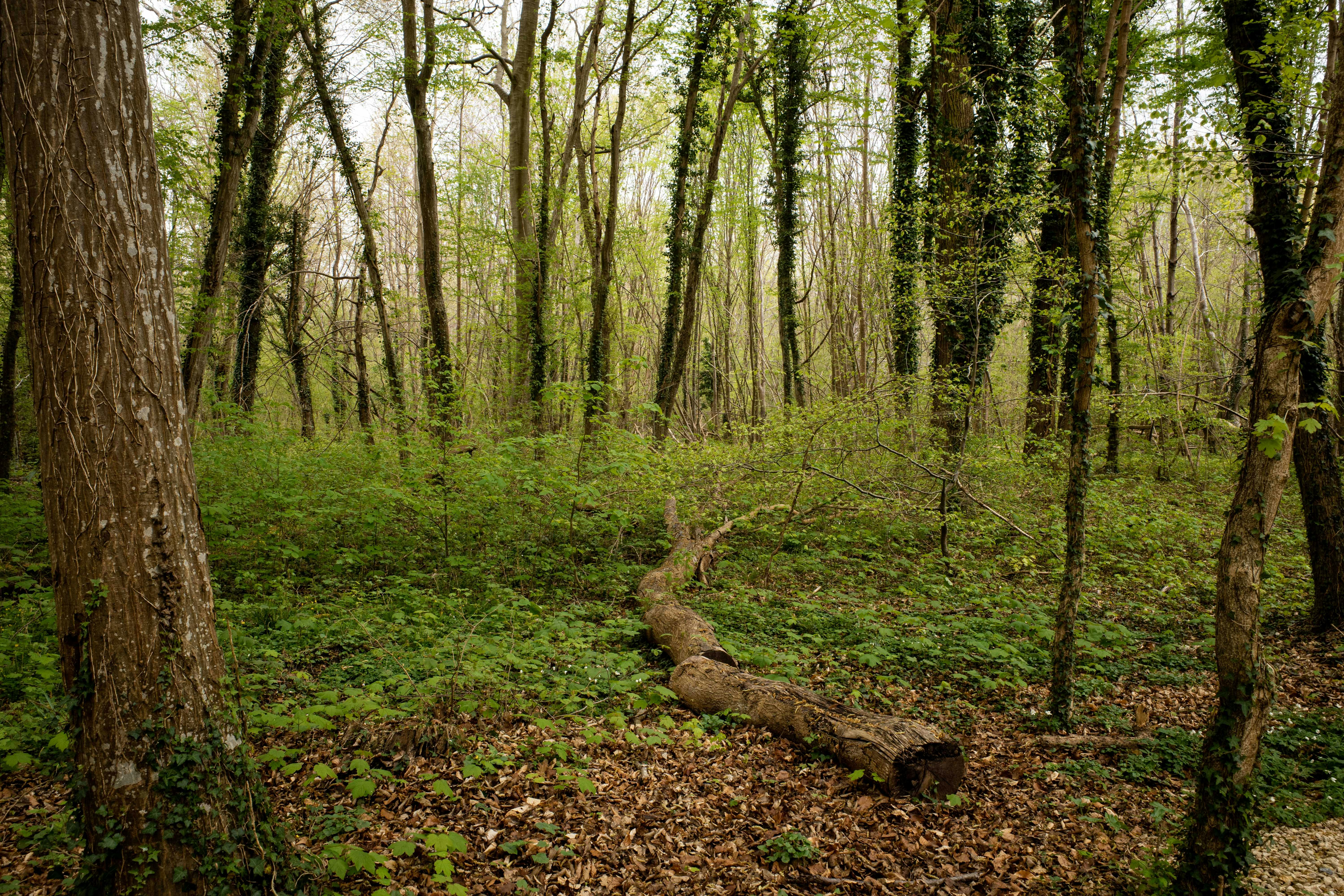 Peaceful view of a lush forest in Compiègne, Hauts-de-France during spring.