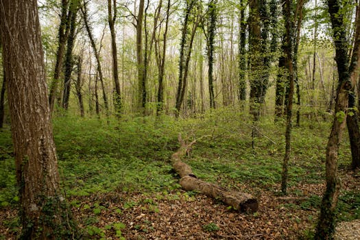 Peaceful view of a lush forest in Compiègne, Hauts-de-France during spring.