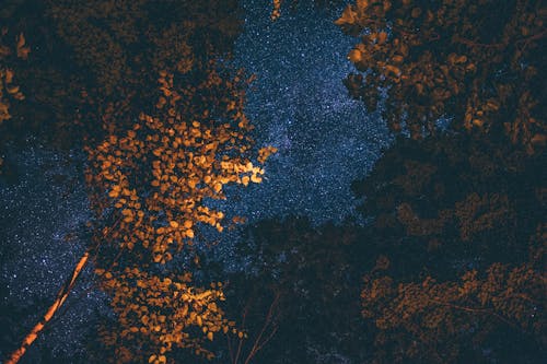 Безкоштовне стокове фото на тему «дерева, колір, осіннє листя»