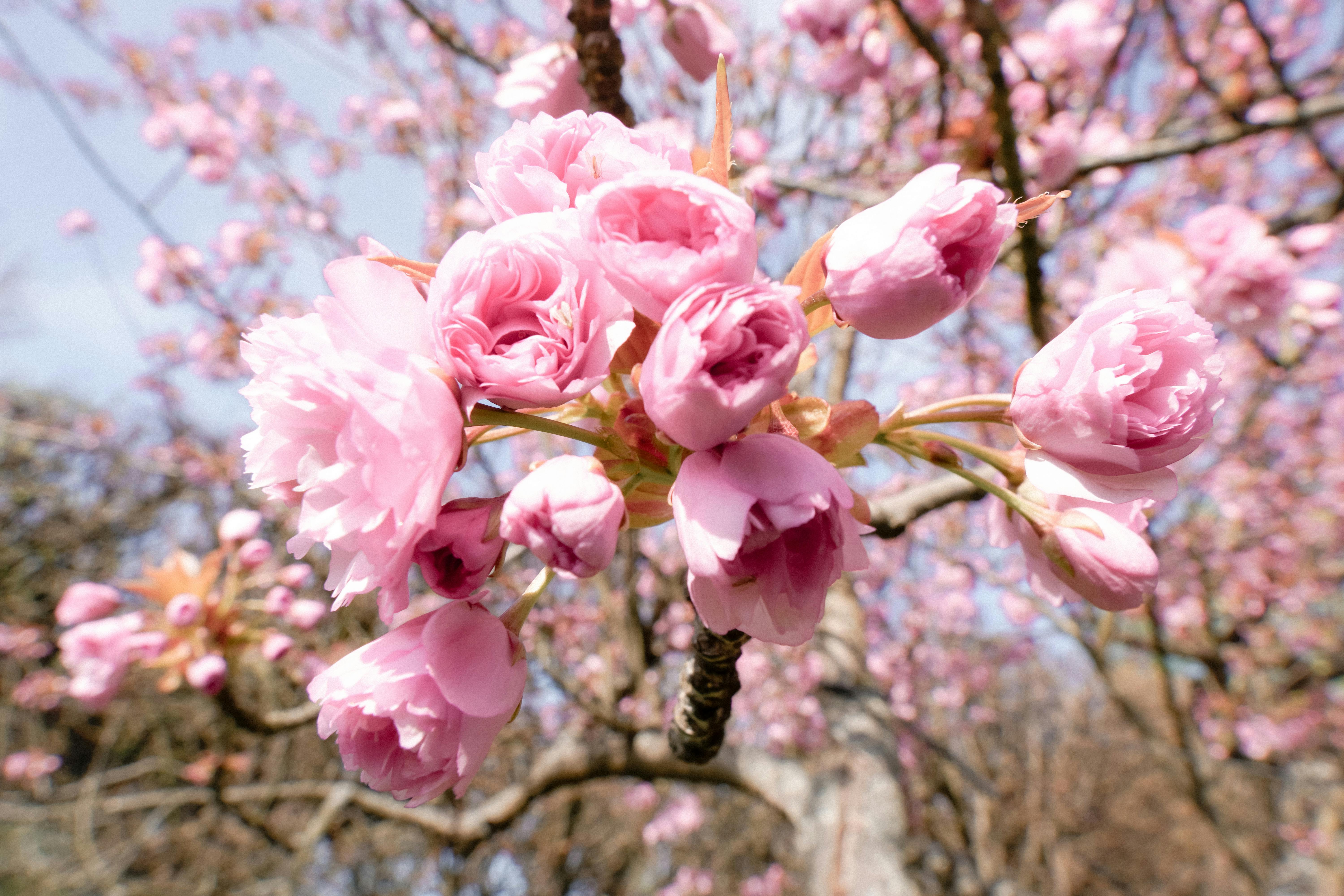 cherry blossom in spring over blue sky background with copy