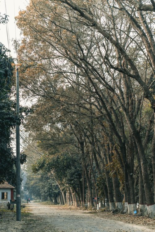 Free A peaceful tree-lined dirt road in rural Faridpur, showcasing late autumn foliage under an overcast sky. Stock Photo