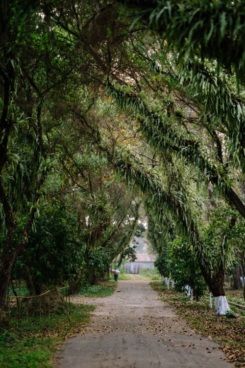 Free Peaceful dirt path through lush green forest in Faridpur, Bangladesh. Stock Photo