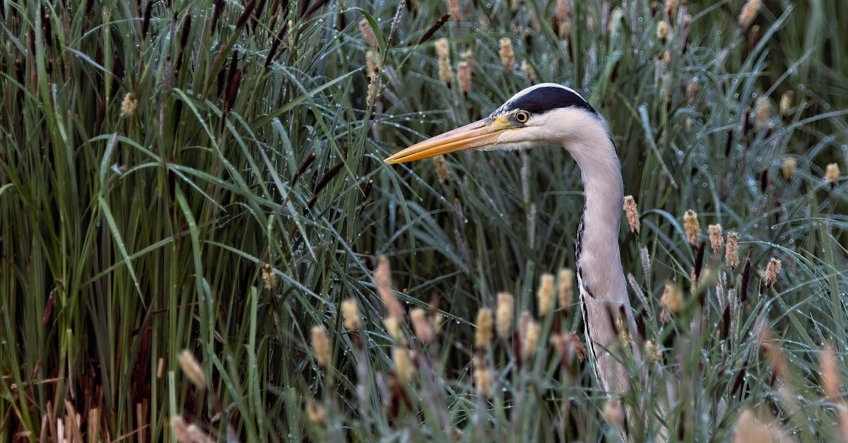 雅生活服務擬以6,060萬人民幣收購大股東環保業務,布局綠色未來