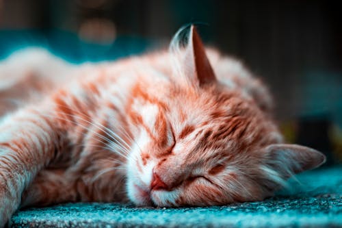 Tidur Kucing Kucing Coklat
