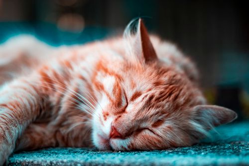 Free A peaceful tabby cat sleeping outdoors, highlighting its beautiful stripes and fur. Stock Photo