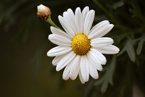 Free Detailed close-up of a white oxeye daisy with a yellow center, symbolizing natural beauty. Stock Photo