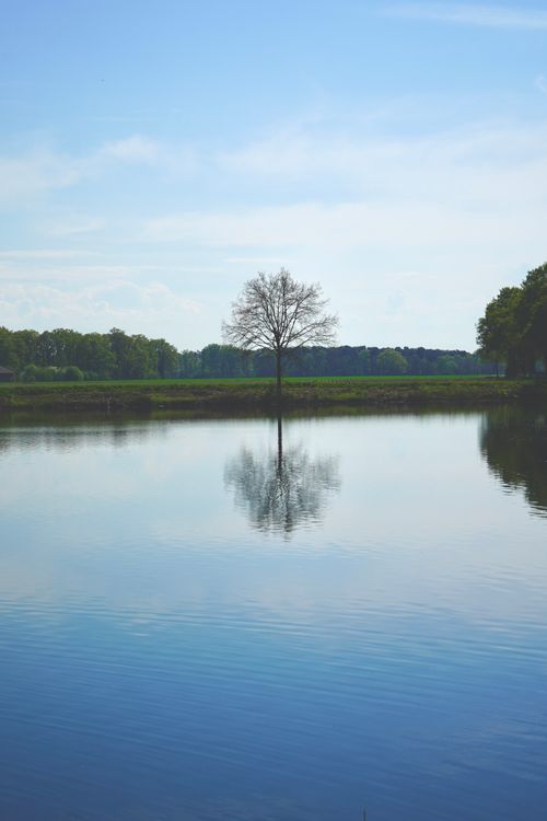 Free A lone tree reflected in a calm lake in Deutschland on a bright spring day. Stock Photo