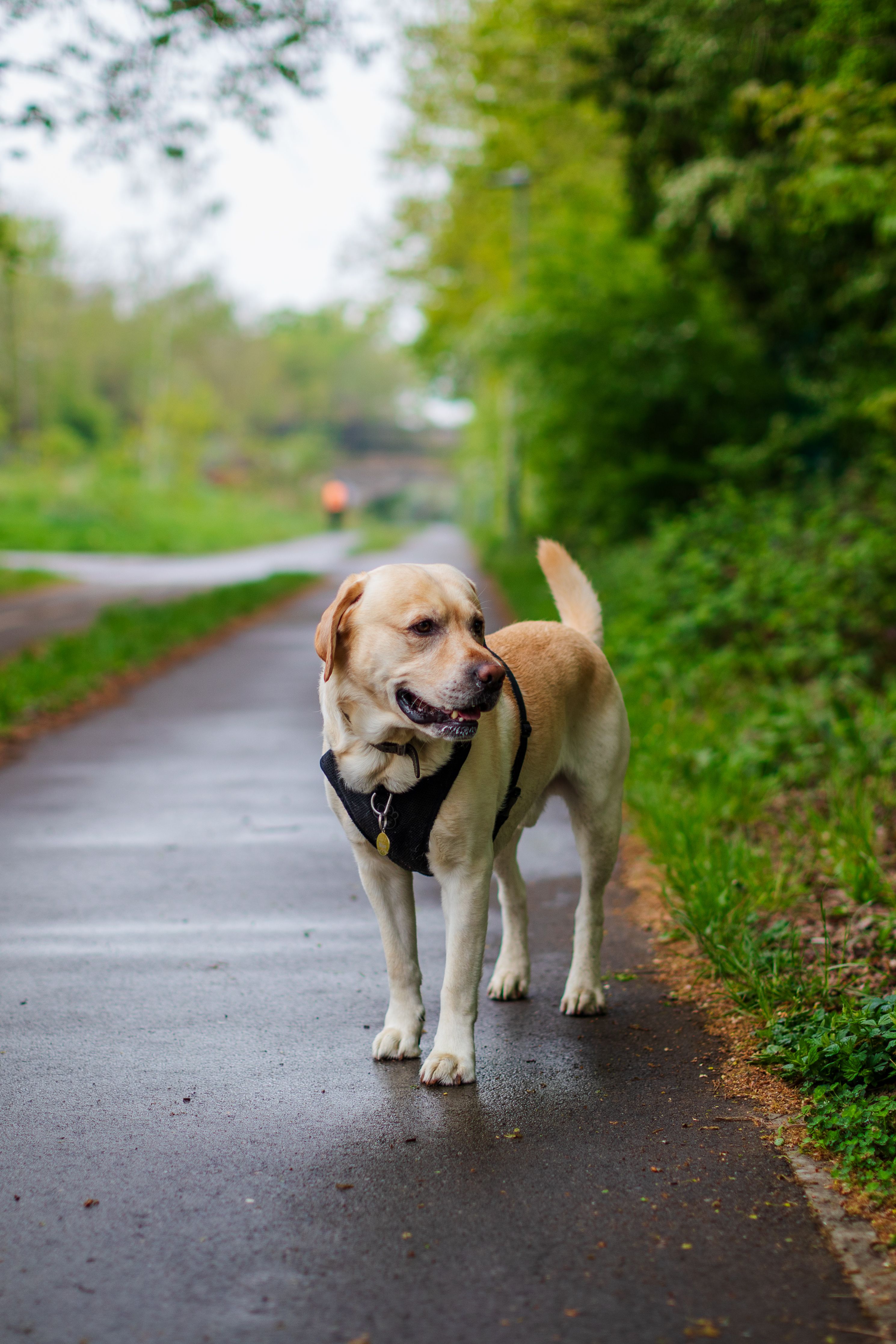 dog-walking-sniffing-photos-download-the-best-free-dog-walking