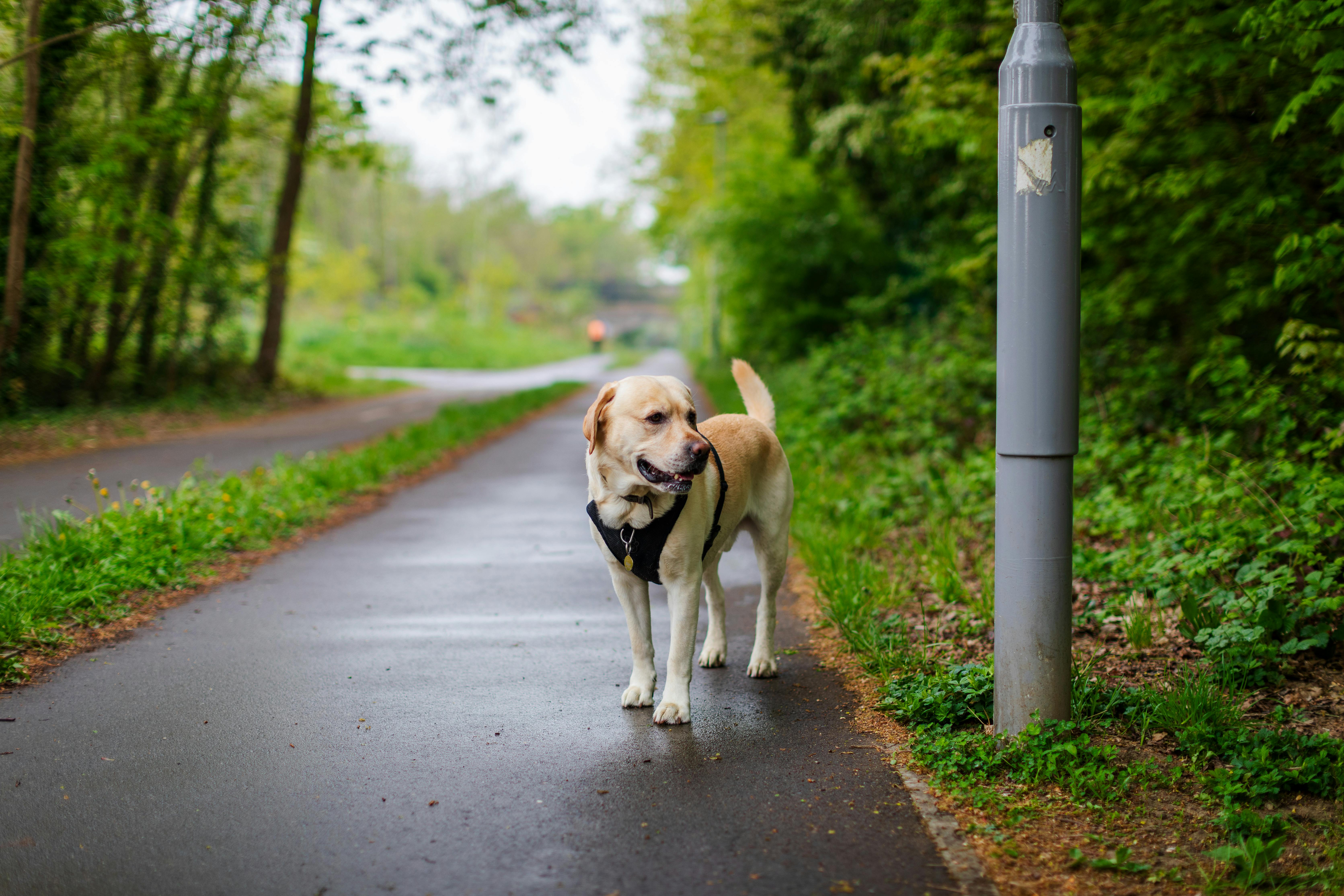 Labrador Retriever walking on a forest pathway on a misty day, surrounded by lush greenery.