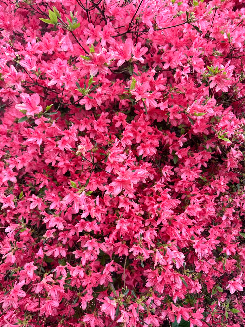 Revitalizing Struggling Established Rhododendrons & Azaleas: Targeted Soil Remediation, Specialized Feeding, and Pruning for Abundant Blooms in Non-Ideal Climates