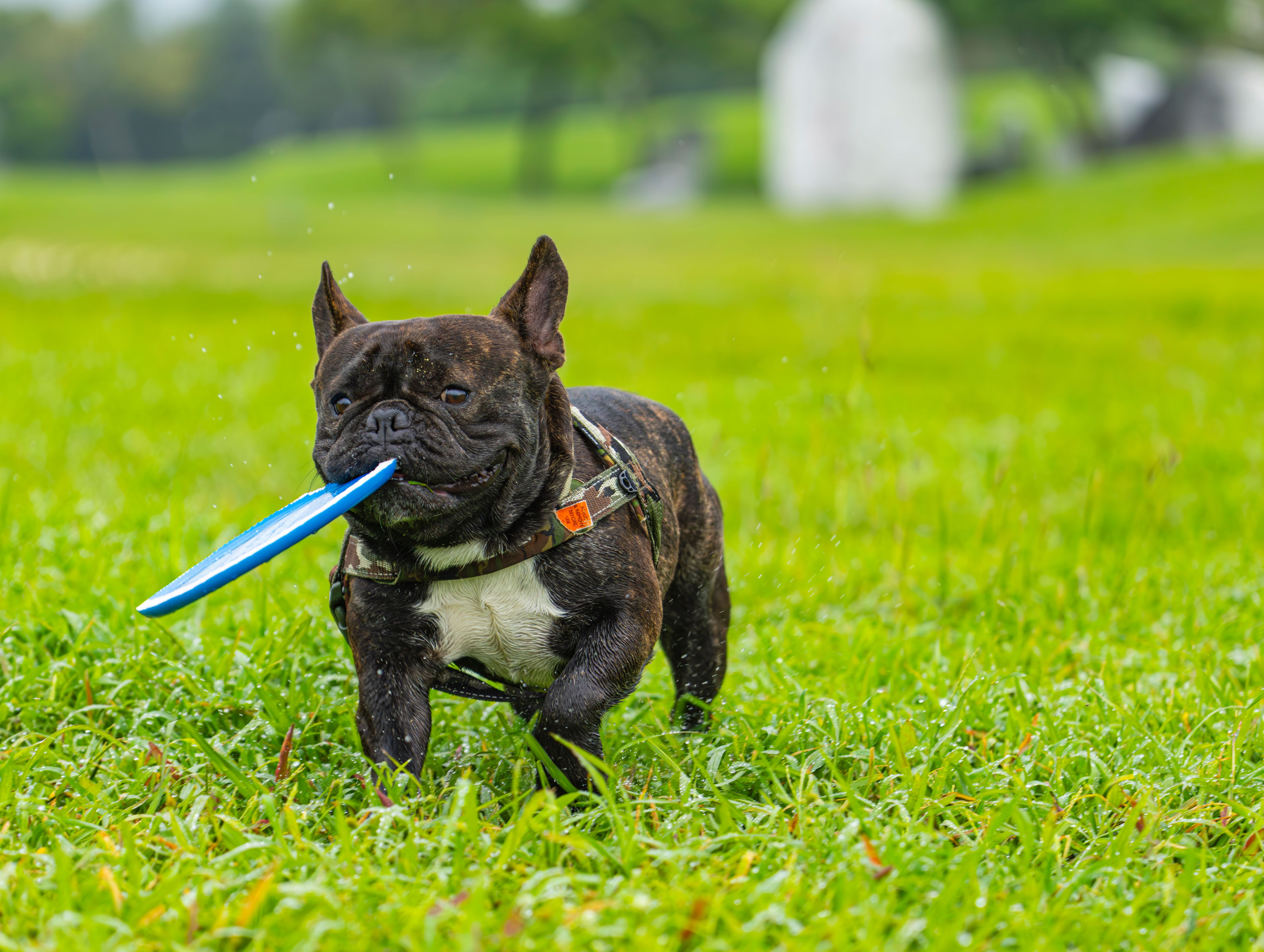 dog playing fetch positive reinforcement training
