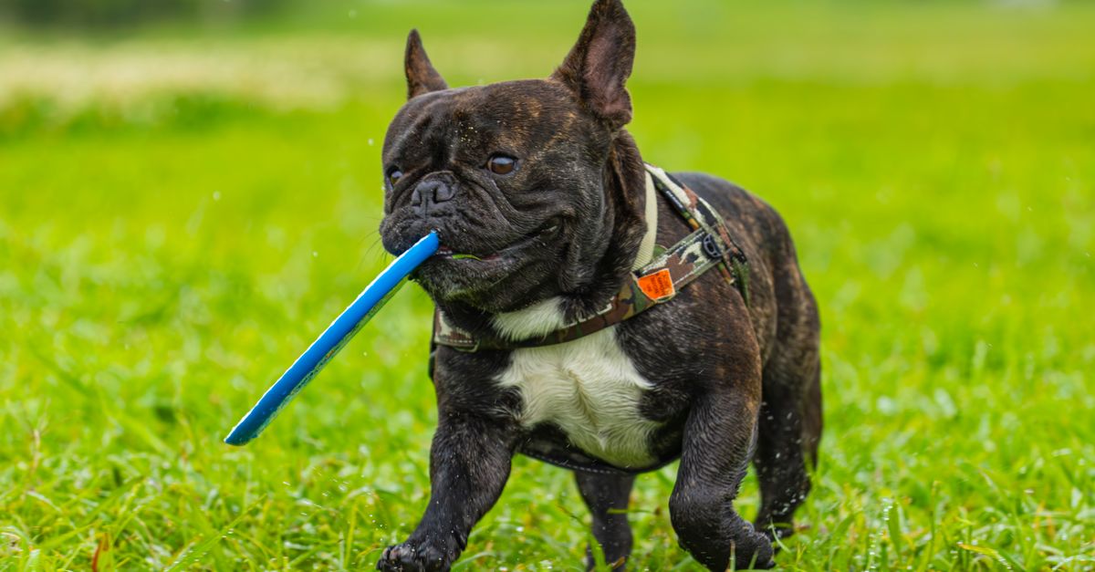 How to Create a Healthy Routine for Your Pet