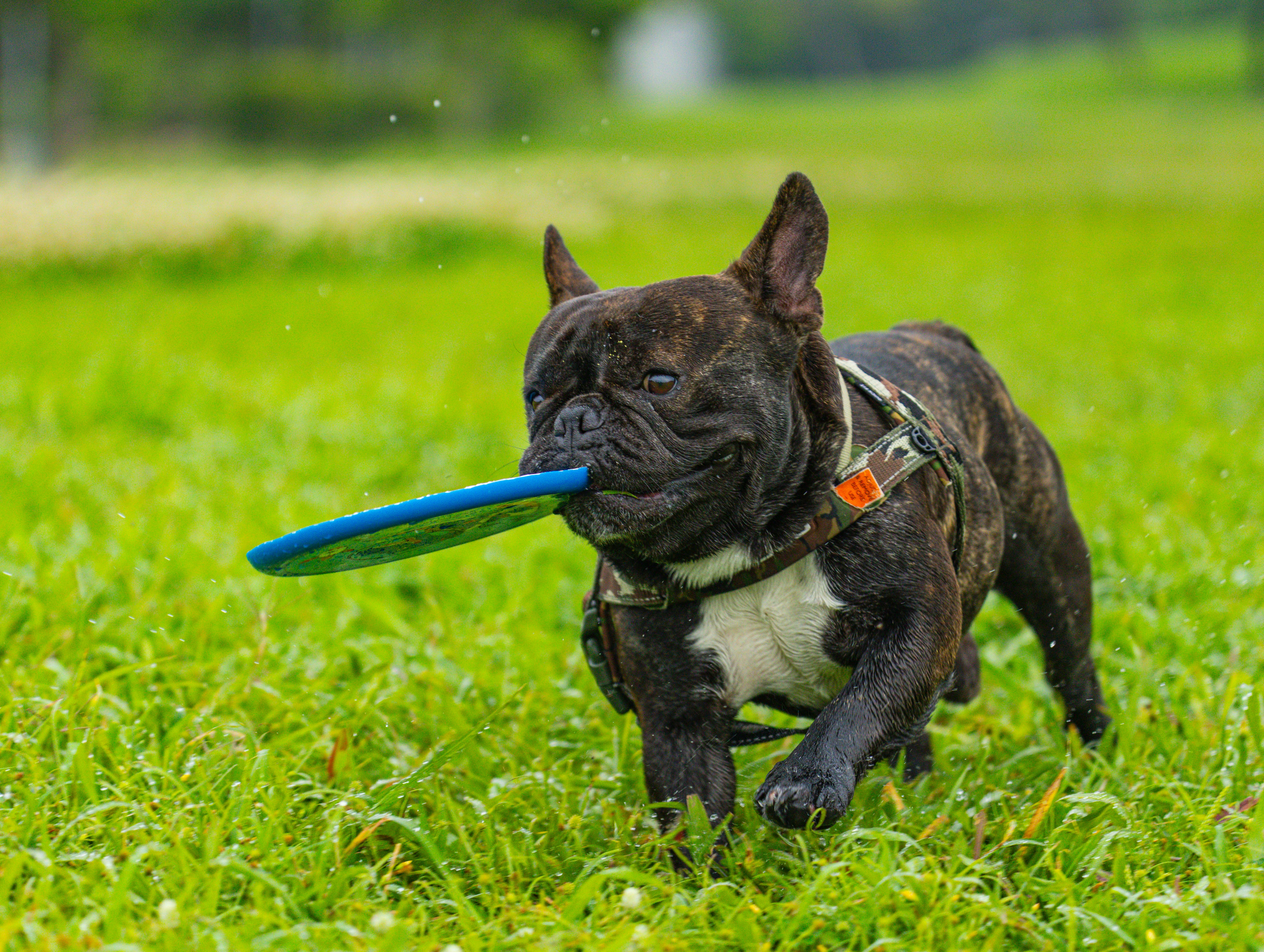 Adorable French Bulldog enjoying a fun playtime with a frisbee in a lush green park.