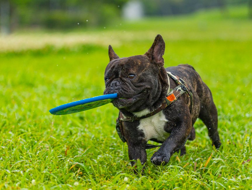 Adorable French Bulldog enjoying a fun playtime with a frisbee in a lush green park.
