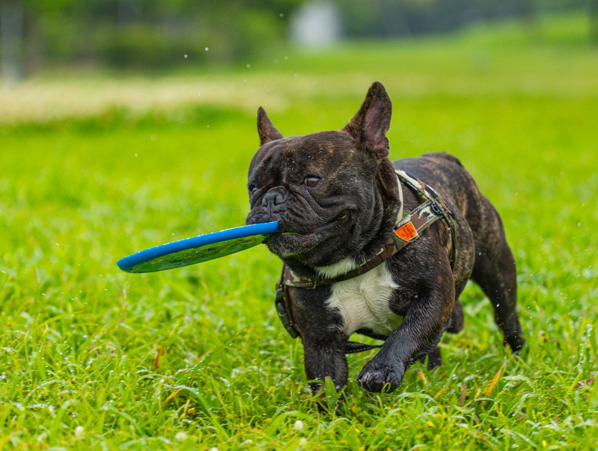 French Bulldog playing with flying disc
