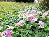 Vibrant Pink Clover Flowers in Hualien Park