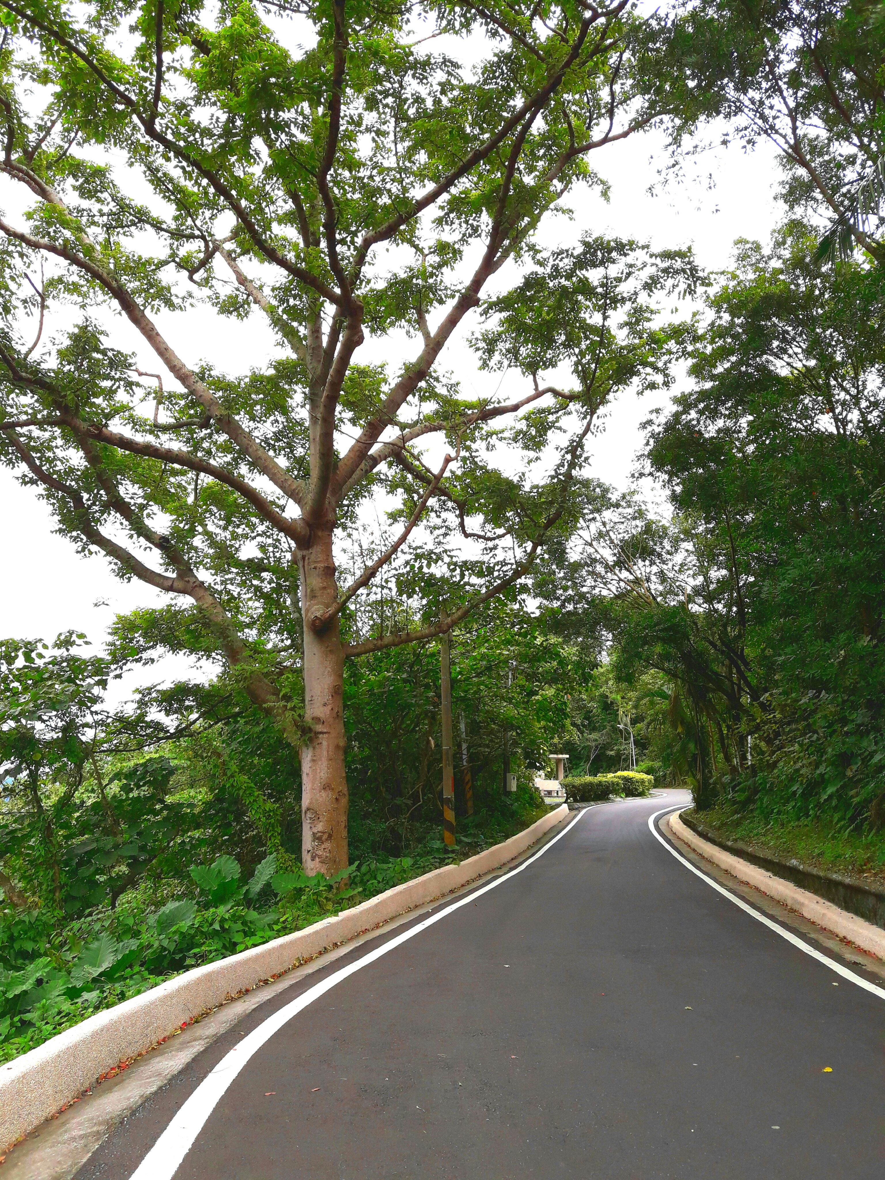 Winding road in a green park surrounded by dense foliage, ideal for nature walks.
