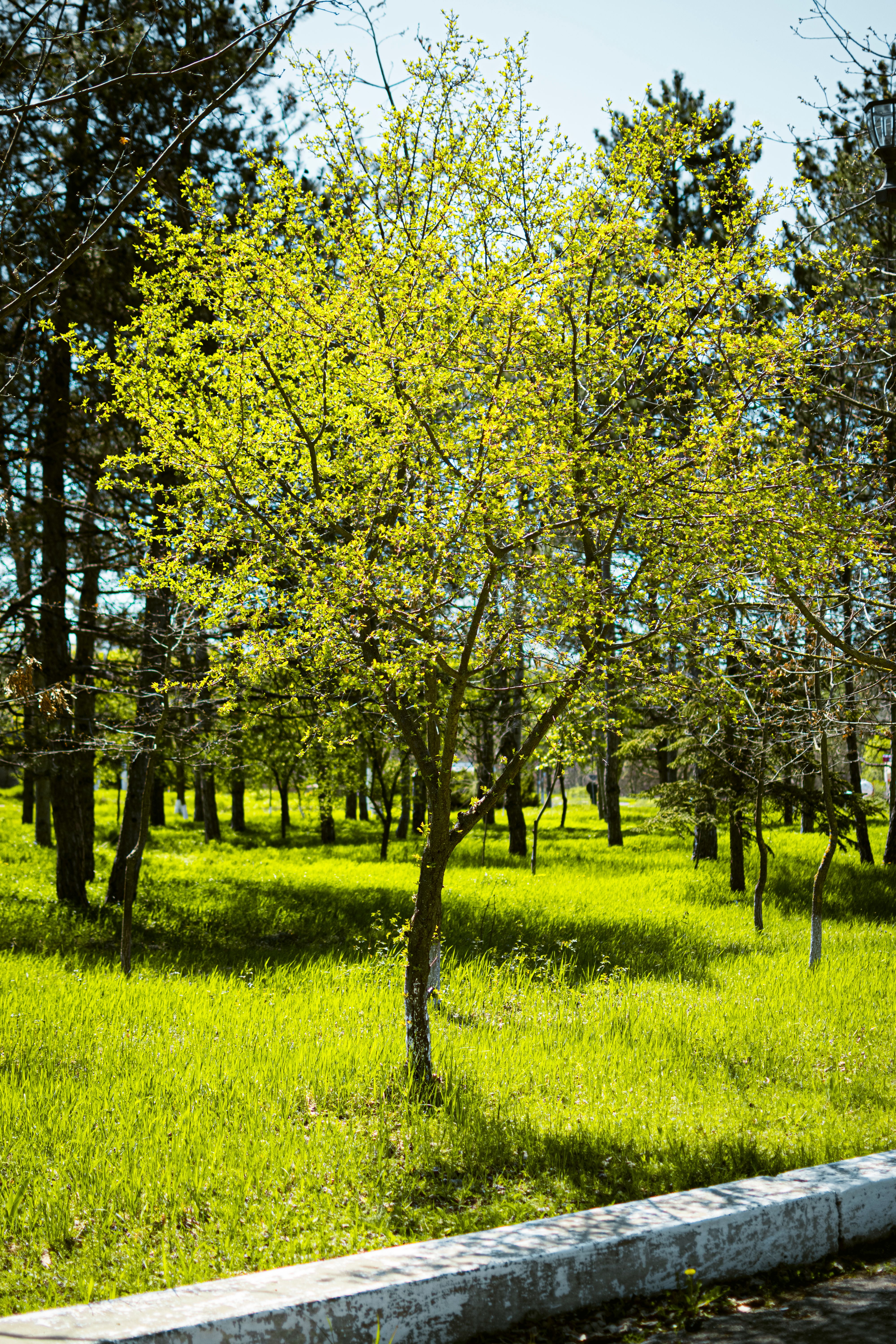 A sunlit green tree in a lush park captures the essence of springtime.
