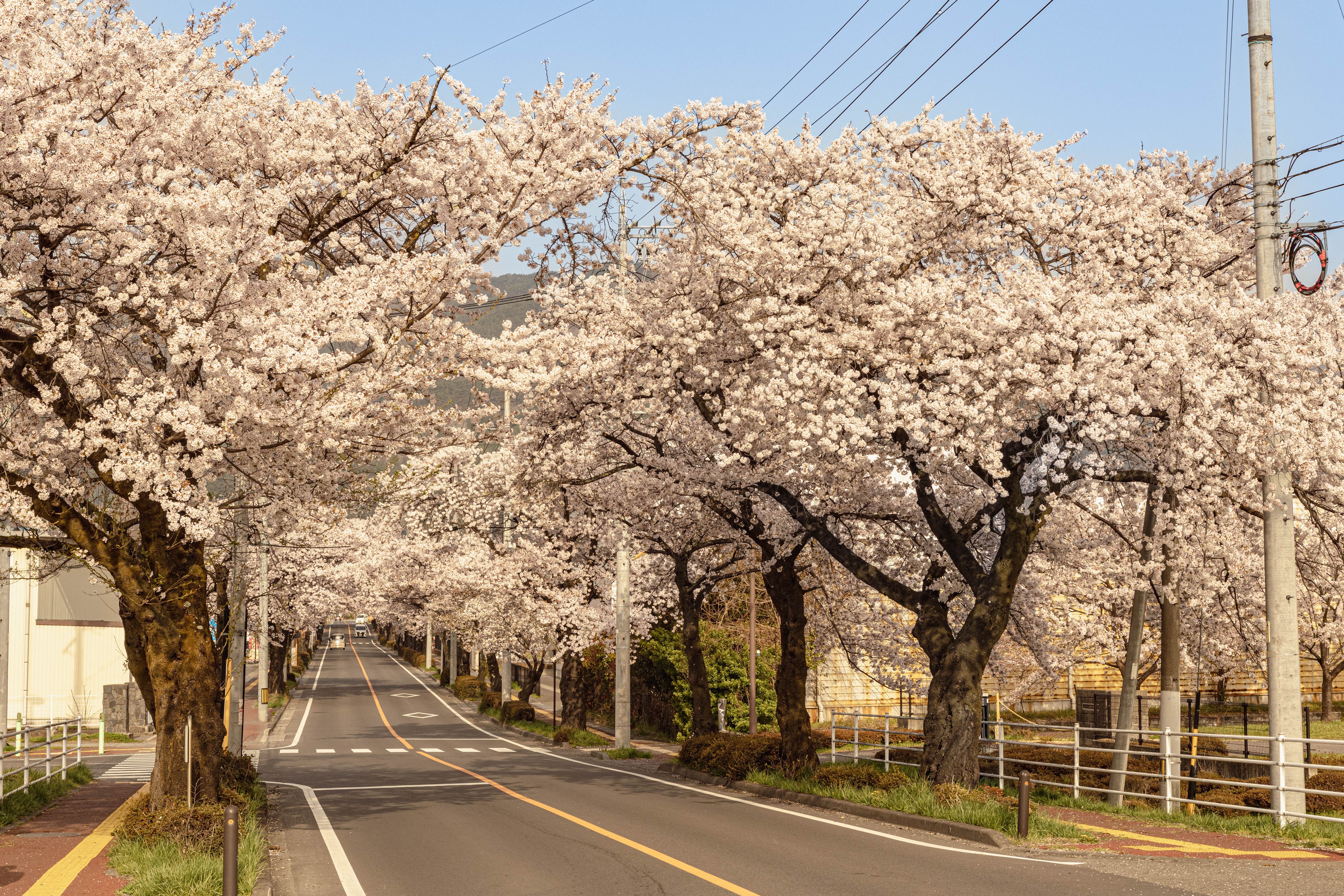 Beautiful springtime road lined with blooming cherry blossom trees under clear skies.