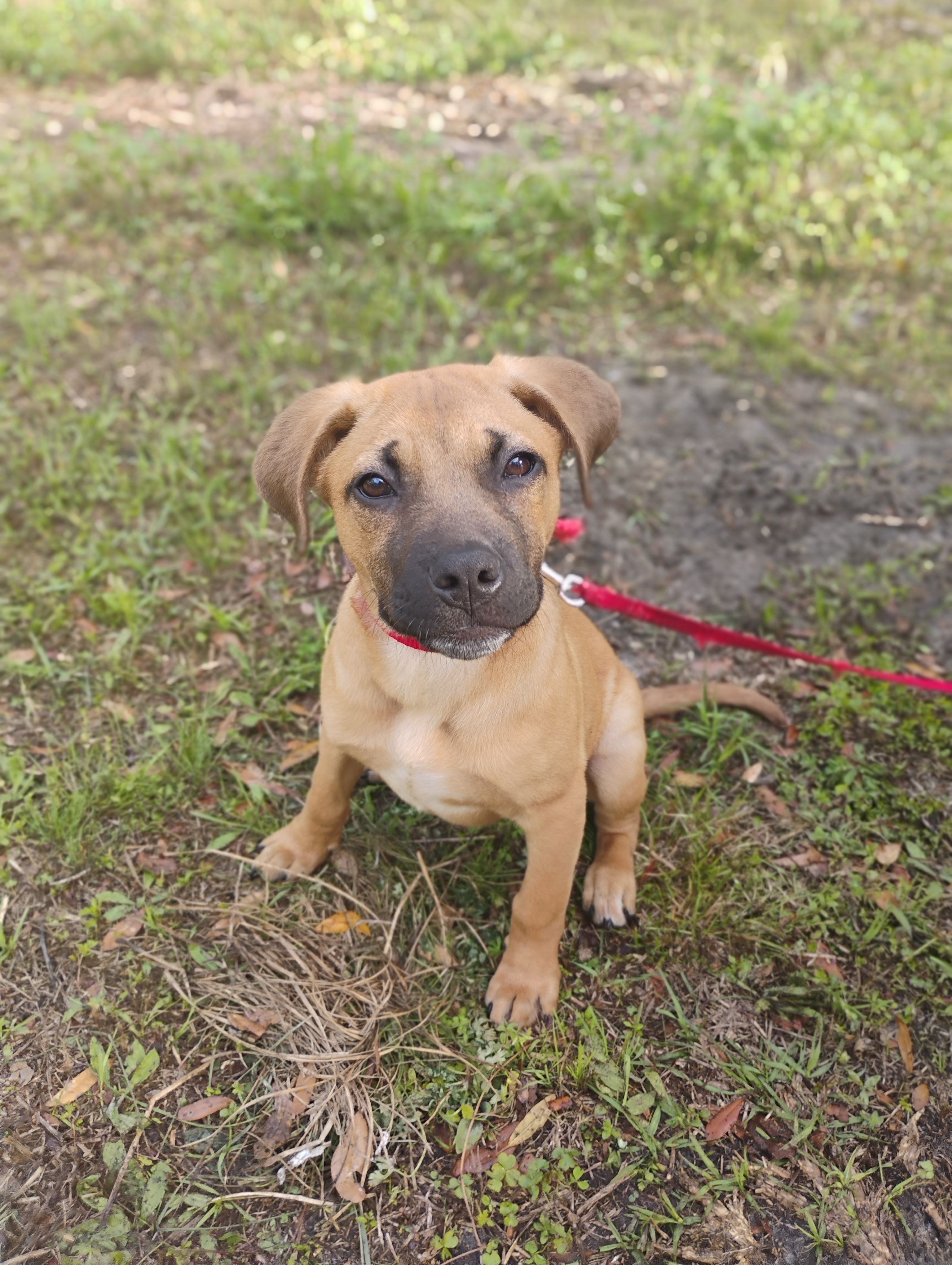 Cute brown puppy on a red leash sitting outdoors on grassy ground.