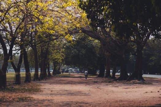 A peaceful walk through a tree-lined pathway under dappled sunlight in autumn.