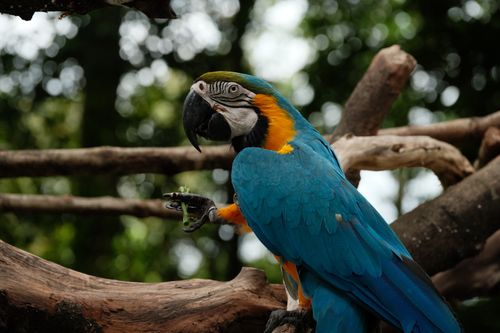 Free A stunning blue and yellow macaw perched on a branch in a lush outdoor setting. Stock Photo