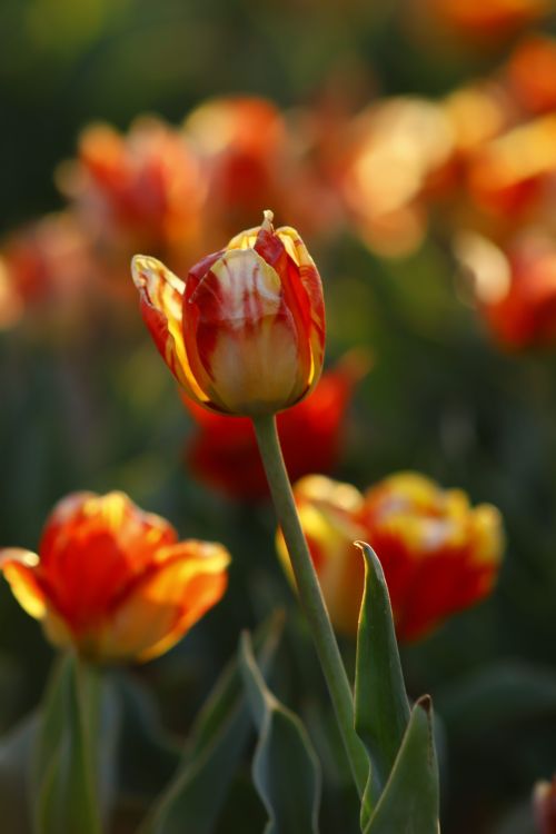 Free Colorful tulips with sunlight highlighting their petals, creating a warm and vibrant mood. Stock Photo