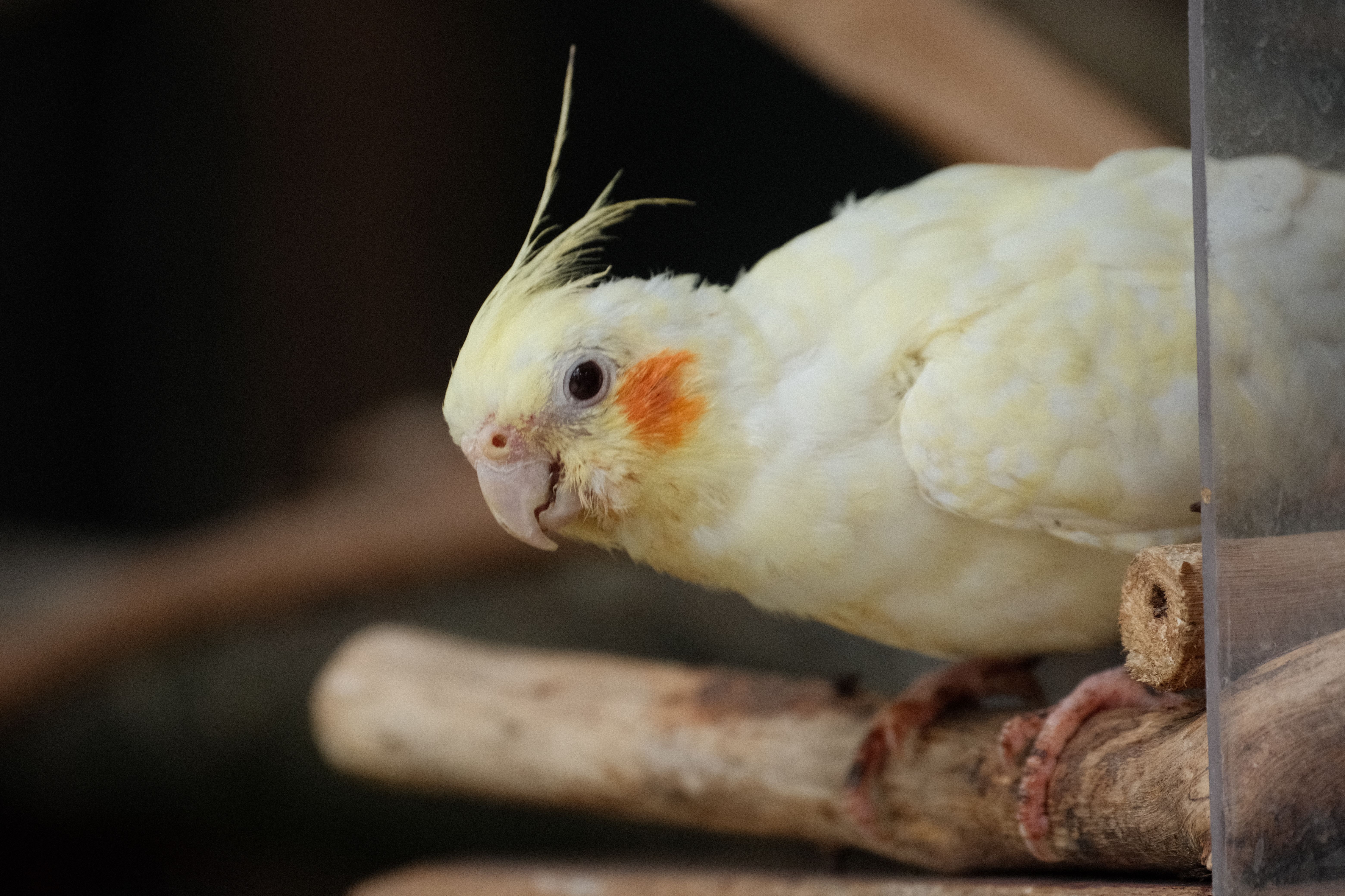 Cockatiel perched on natural wood branch, showing proper grip and care