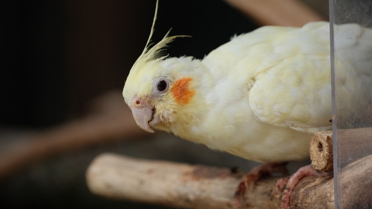 Nymphensittich mit orangefarbenem Wangenfleck sitzt auf einem Naturast