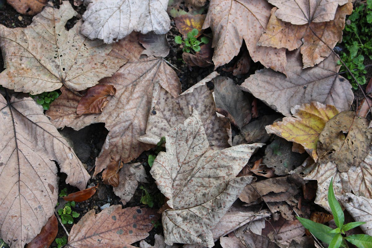 Laptop on a desk displaying a lo-fi study with me video