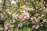 Blooming Cherry Blossom Tree in French Spring