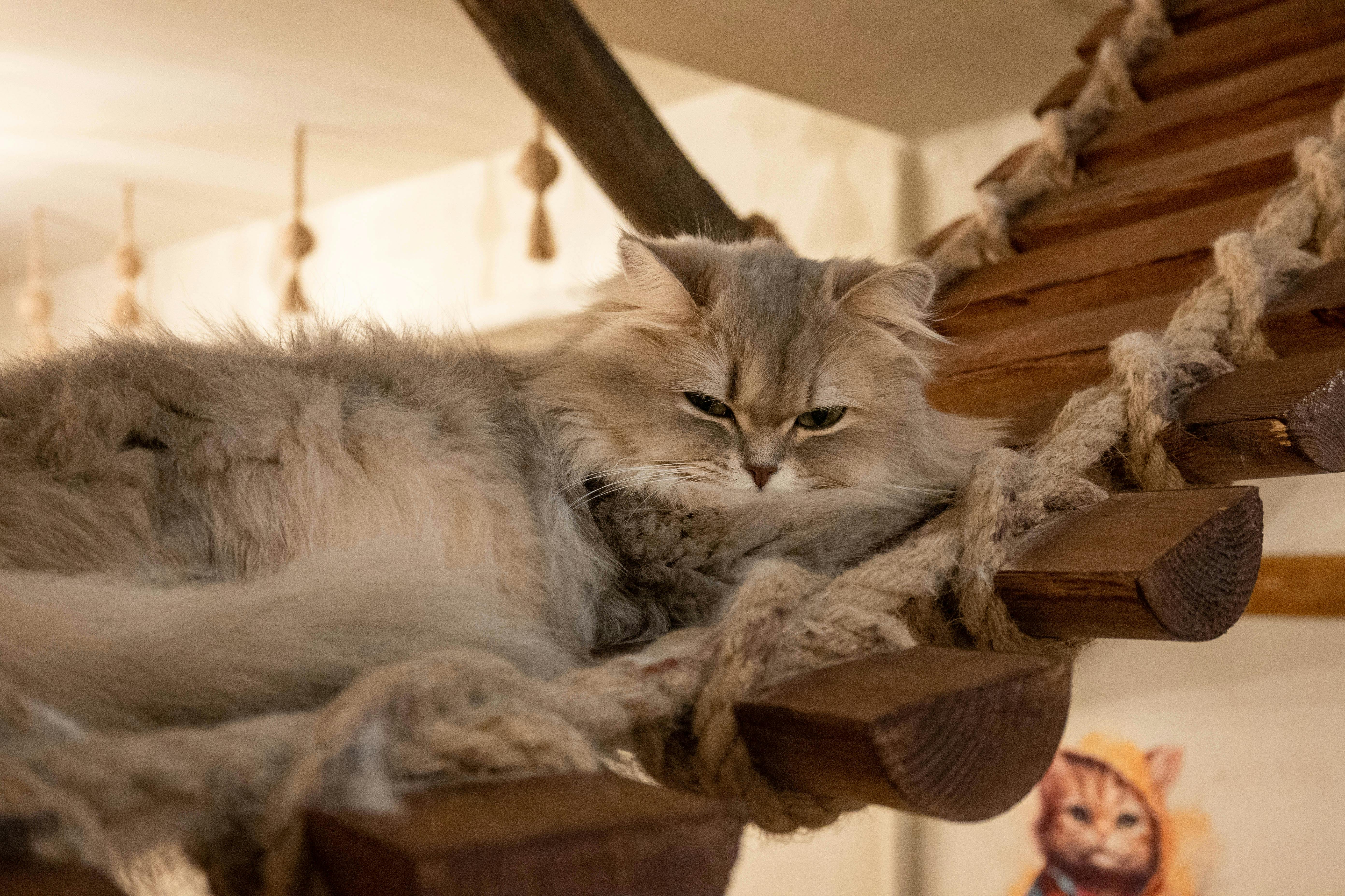 Picture of Persian Cat Life Expectancy and Lifelong Care Tips